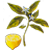 Terapias